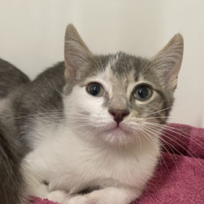 Sam - Chat Européen à adopter