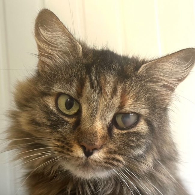 Arizona - Chat Européen à adopter