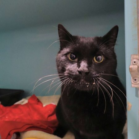 Chaton - Chat Européen à adopter