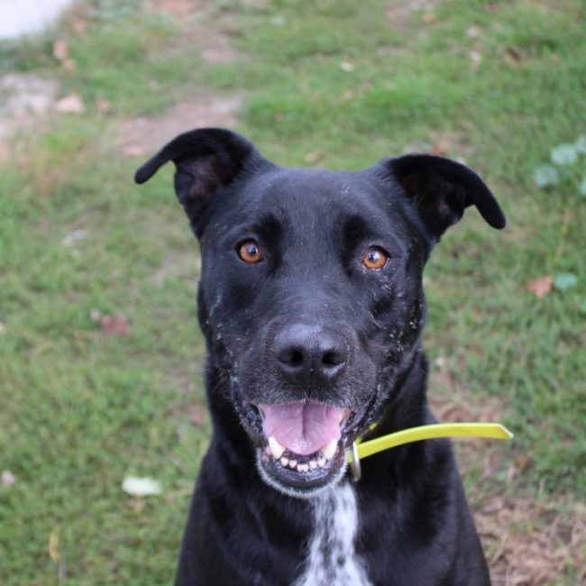 Rex - Chien à adopter