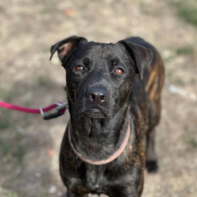 Roxy - Chien à adopter