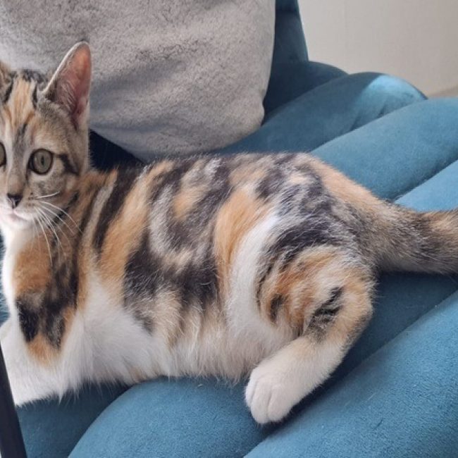 Ida - Chat Européen à adopter