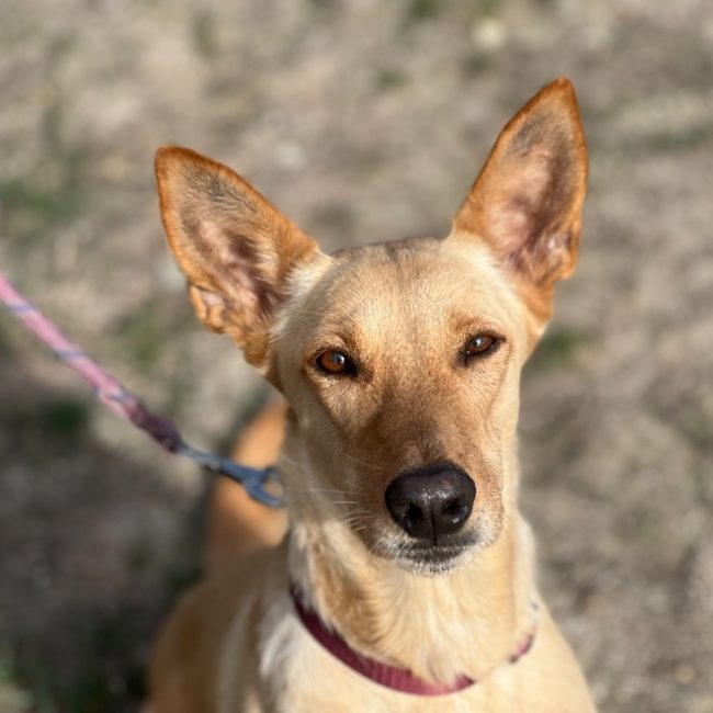 Nougatine - Chien à adopter