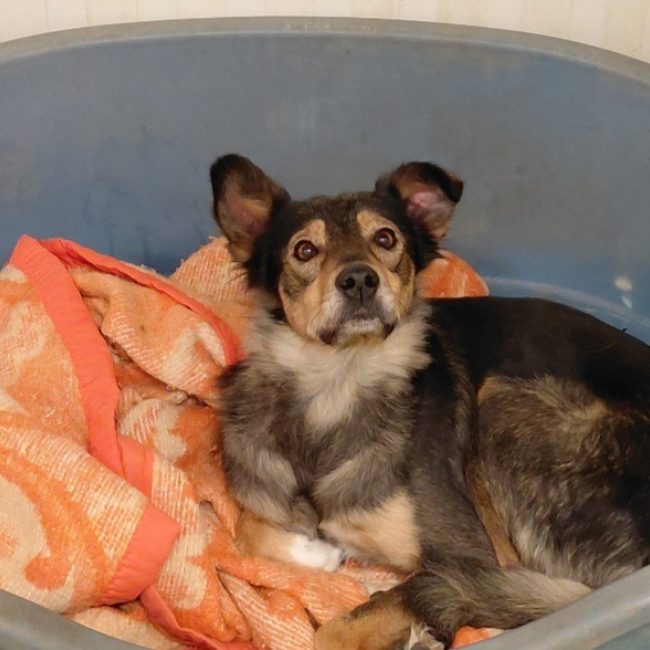 Zelda - Chien à adopter