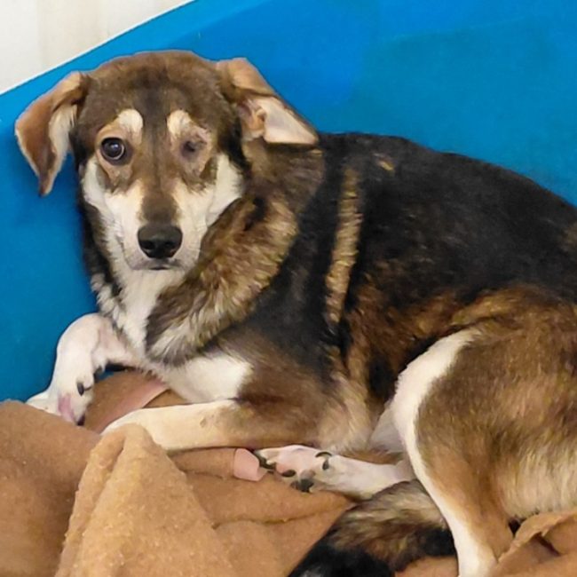 Salsa - Chien à adopter
