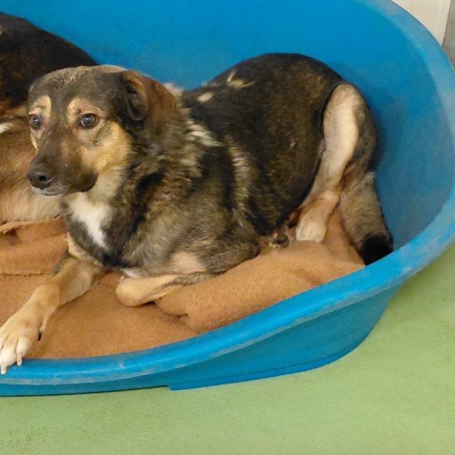Marius - Chien à adopter