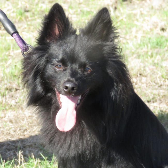 Alf - Chien Spitz Allemand à adopter