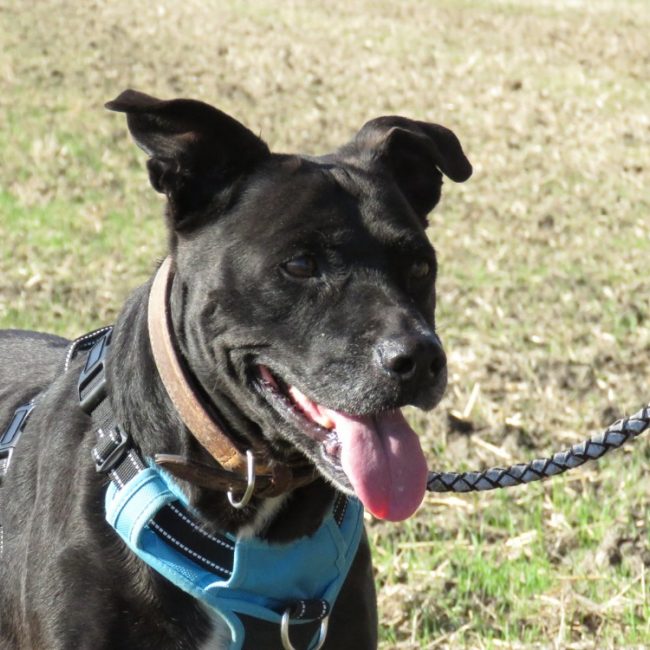 Canada - Chien à adopter