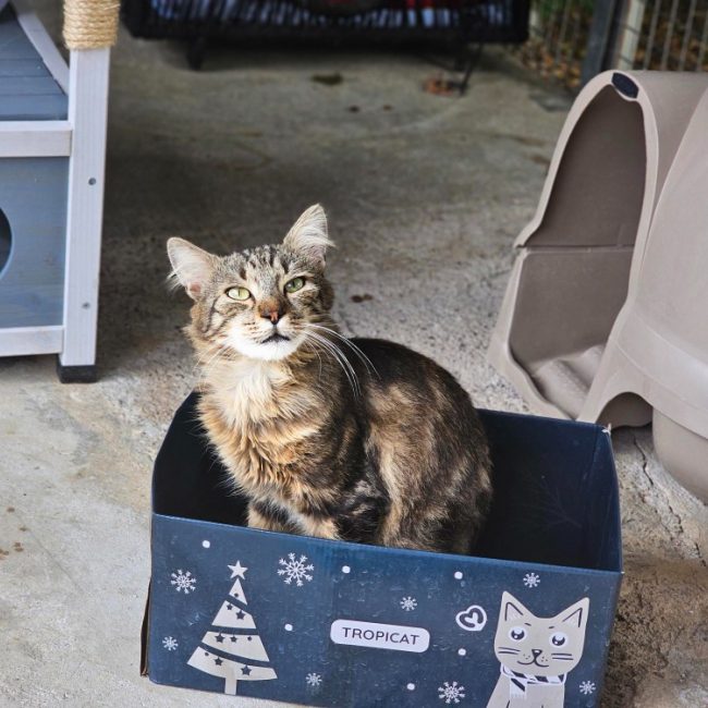 Charming - Chat Européen à adopter