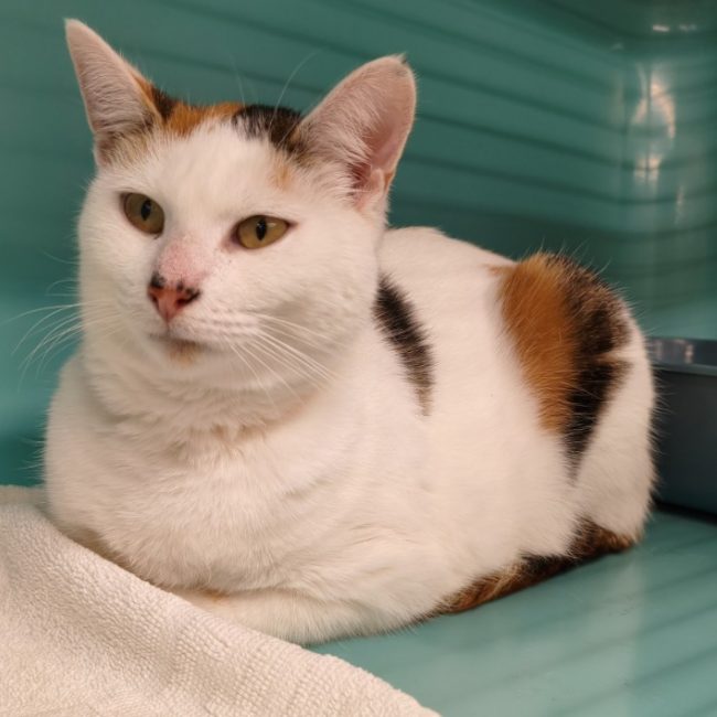 Automne - Chat Européen à adopter