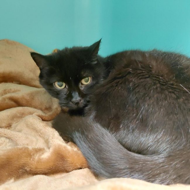 Herine - Chat à adopter