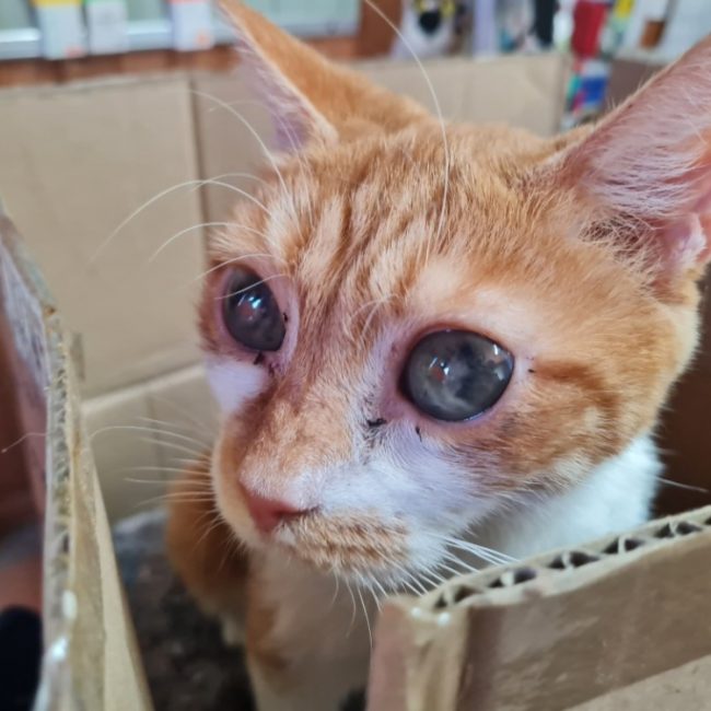 Naya - Chat Européen à adopter