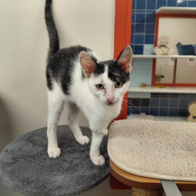 Shayanmehr - Chat Européen à adopter