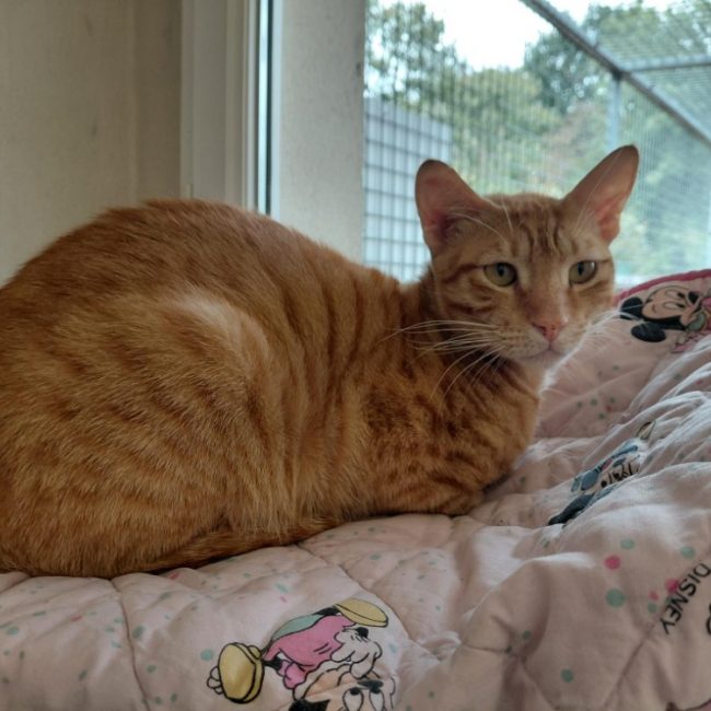 Canelle - Chat Européen à adopter