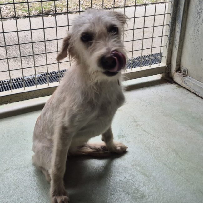 Poupette - Chien à adopter