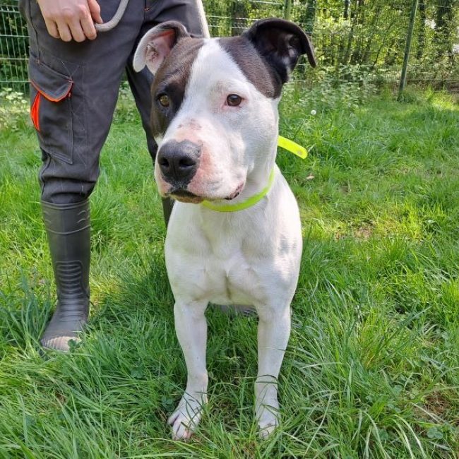 Hades - Chien à adopter
