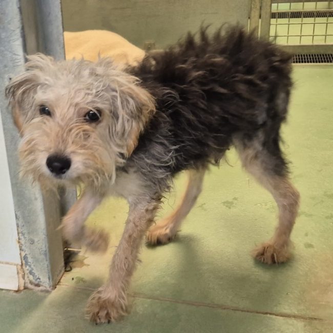 Paquito - Chien Yorkshire Terrier à adopter