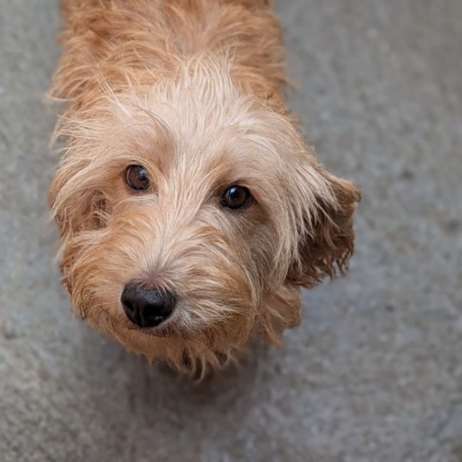 Pastelle - Chien Basset Fauve de Bretagne à adopter