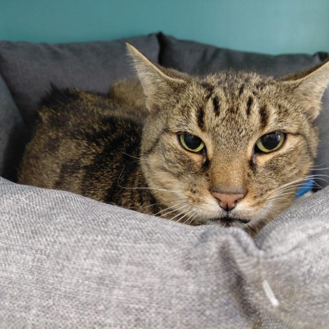 Bart - Chat Européen à adopter
