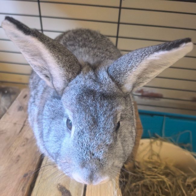 Pompon - Rongeur Lapin à adopter