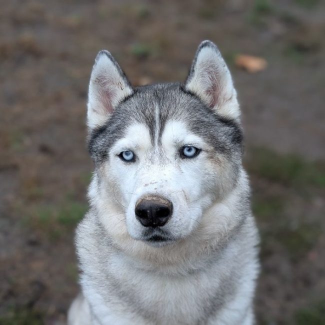 Ozy - Chien Husky Sibérien à adopter