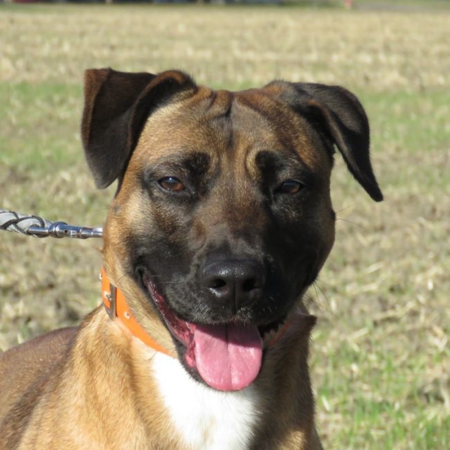 Yuna - Chien à adopter
