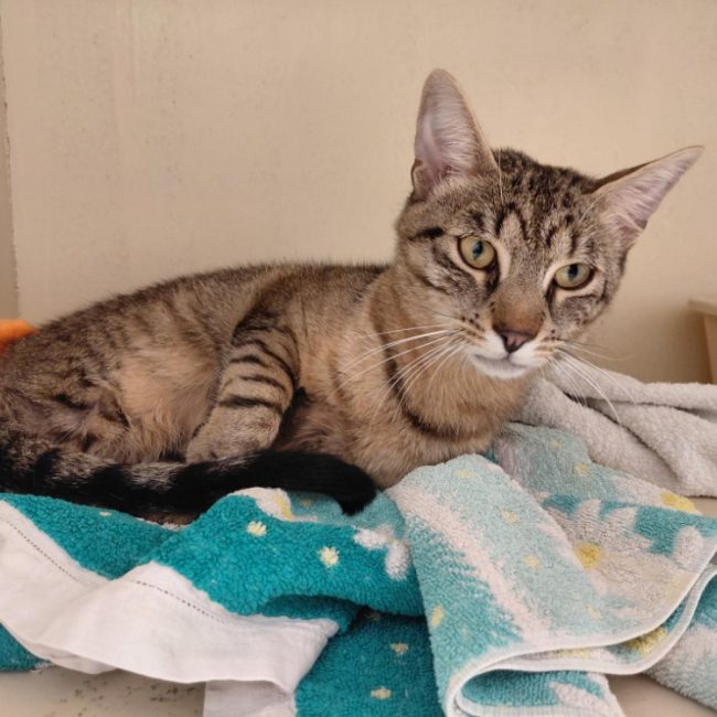 Bamako - Chat Européen à adopter