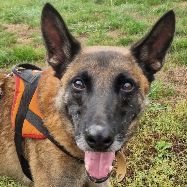 Javert - Chien Berger Belge Malinois à adopter