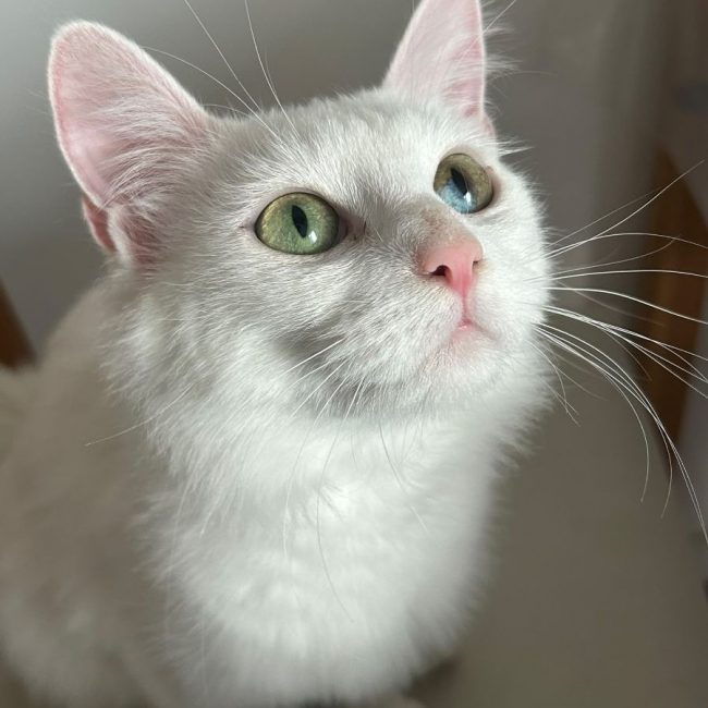 KIRA - Chat à adopter