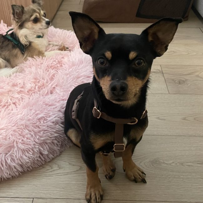 Paulin dit piccoli - Chien à adopter