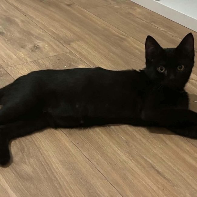 Dipsy - Chat Européen à adopter