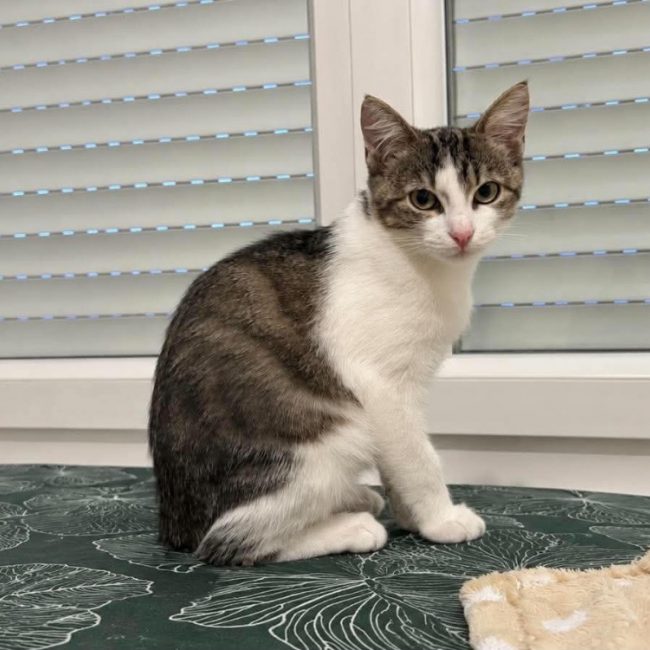 Pô - Chat Européen à adopter