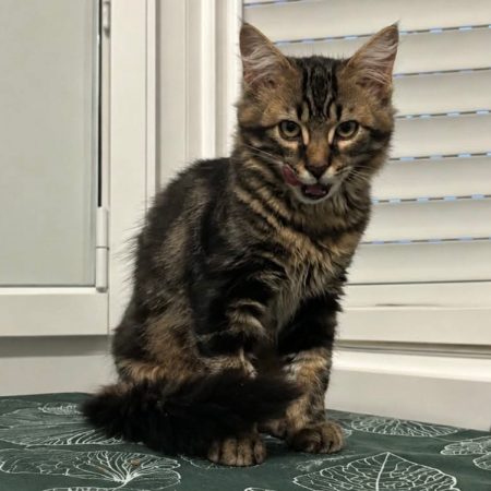 Tinky-winky - Chat Européen à adopter