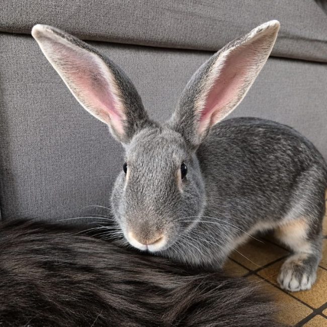 Suzette - Rongeur Lapin à adopter
