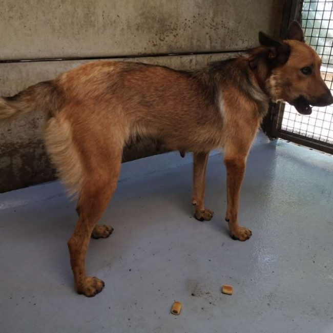 Vivi - Chien Berger à adopter