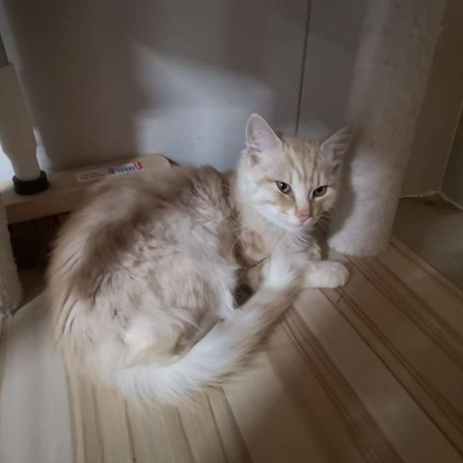 Univers réservé - Chat Européen à adopter