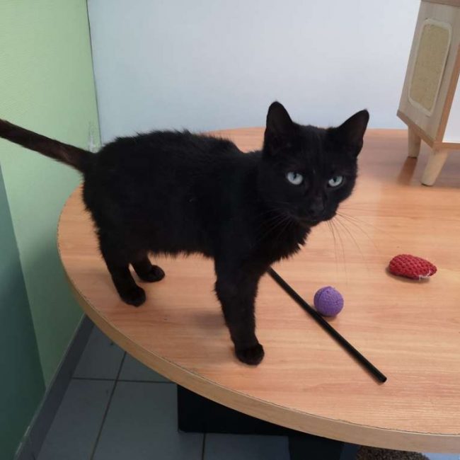 Panthere - Chat Européen à adopter