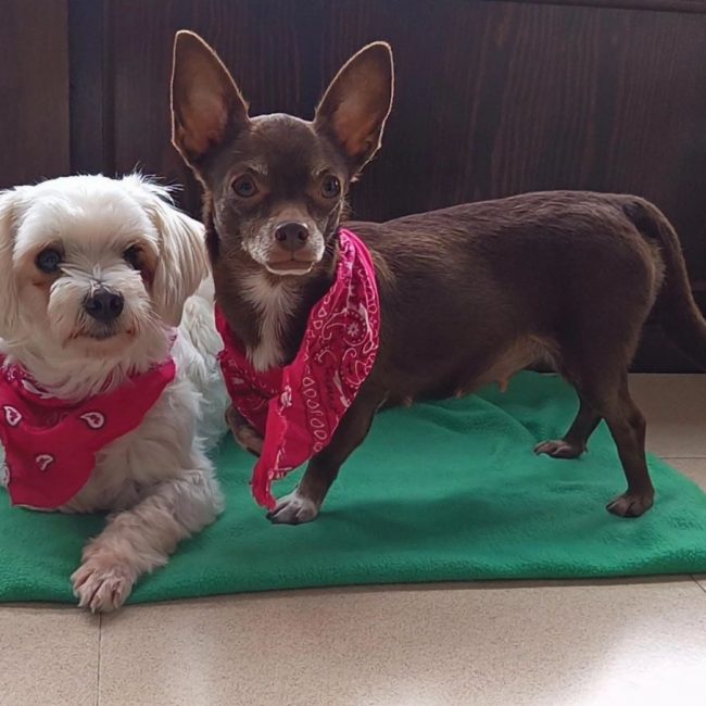 Tuli et Pirata