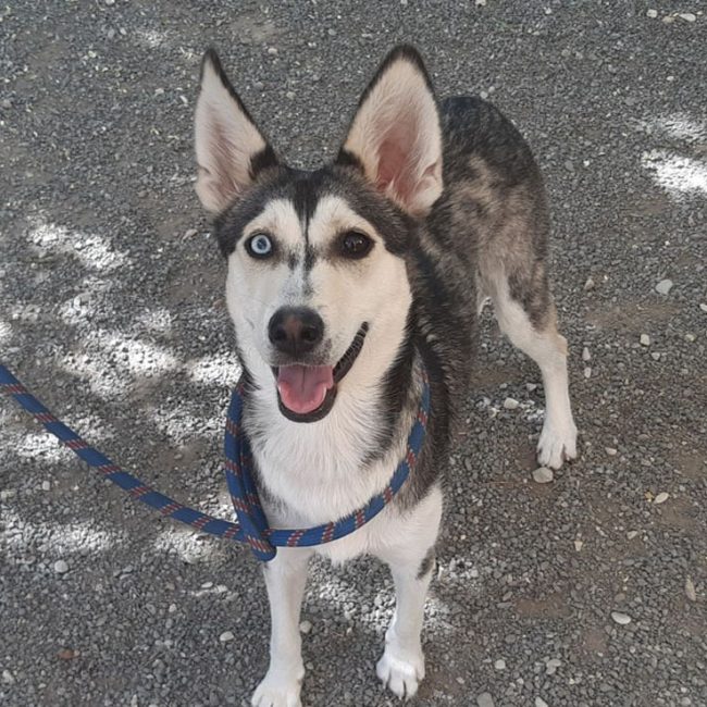 Roxy - Chien à adopter