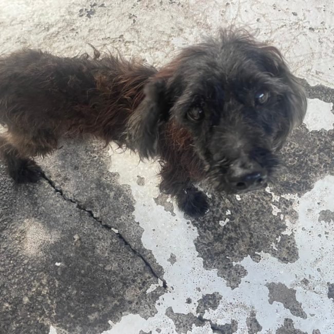 Farkle - Chien à adopter