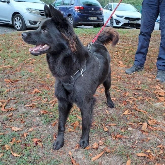 Grizou - Chien à adopter