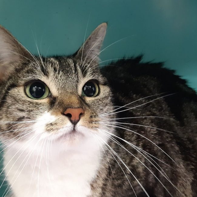 Cerise - Chat Européen à adopter