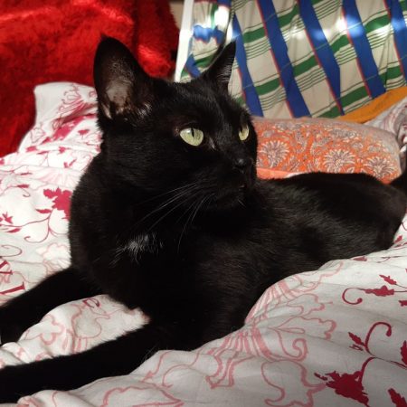 Milo - Chat Européen à adopter