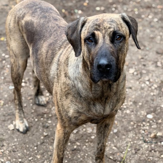 Princesse - Chien à adopter