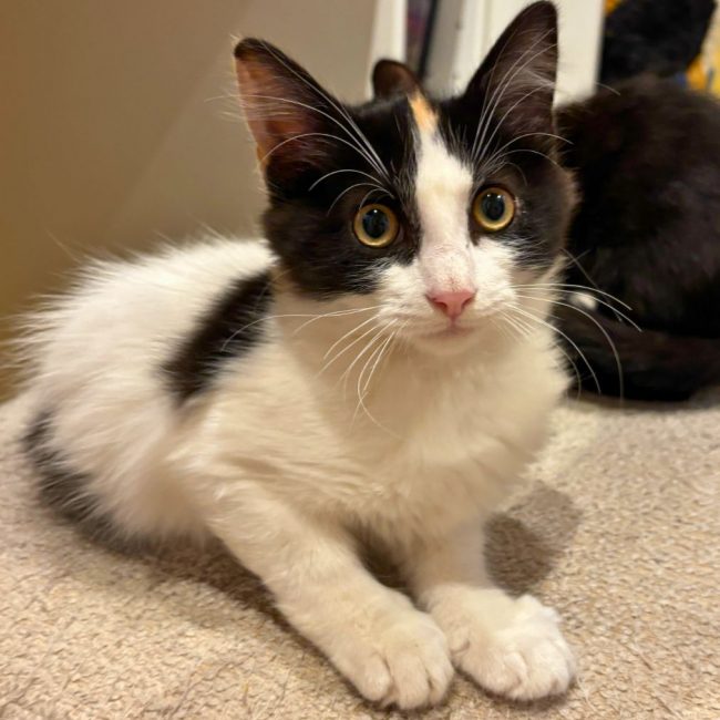 Bogota - Chat à adopter