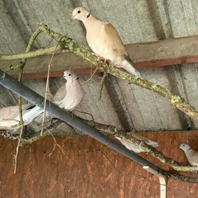 Gaston - Oiseau à adopter