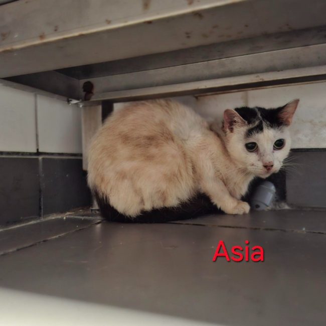 Asia