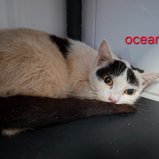 Océania