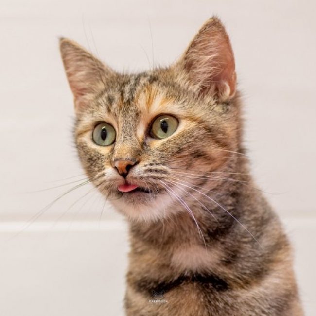Luffine - Chat Européen à adopter