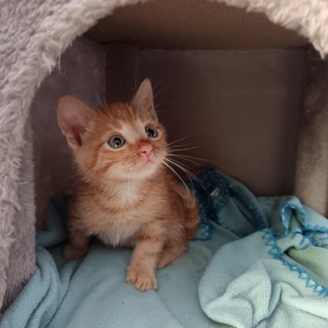 Acapulco - Chat Européen à adopter